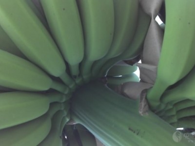 红河香蕉种植基地 供应量 10吨图8