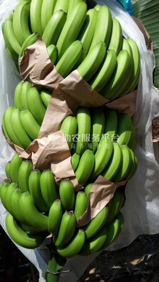 红河香蕉种植基地 供应量 10吨图9