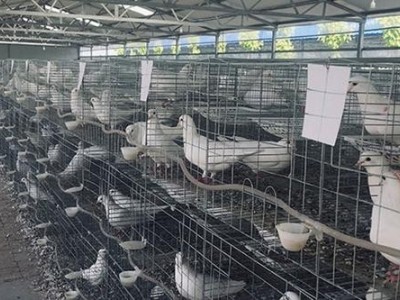 楚雄种鸽养殖基地供应量9万只图2
