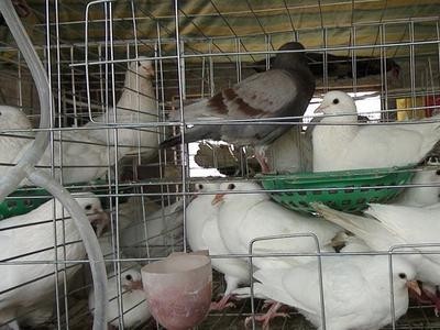 楚雄种鸽养殖基地供应量9万只图5