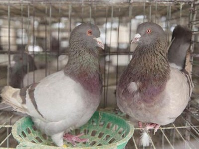 楚雄种鸽养殖基地供应量9万只图8