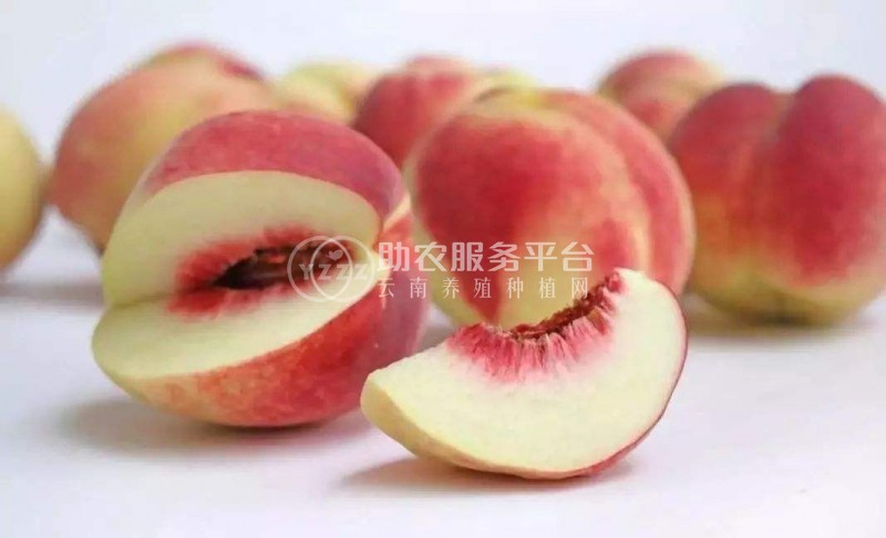 保山龙凌冬桃种植基地  供应量  10吨图1