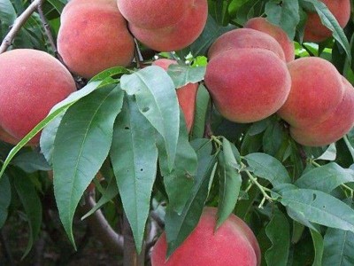 保山龙凌冬桃种植基地  供应量  10吨图2