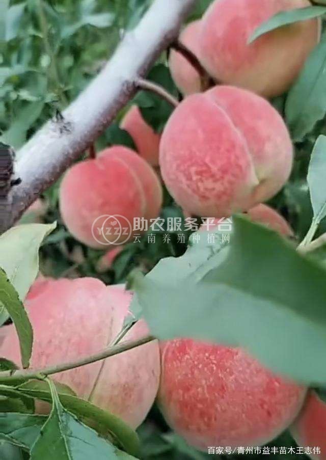 保山龙凌冬桃种植基地  供应量  10吨图3