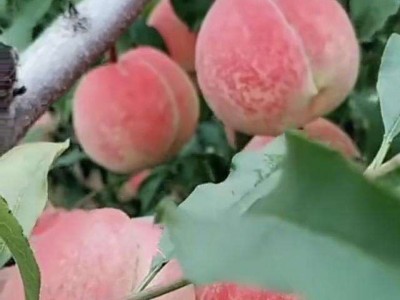 保山龙凌冬桃种植基地  供应量  10吨图3