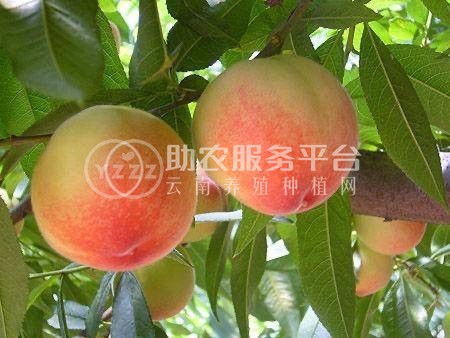 保山龙凌冬桃种植基地  供应量  10吨图4