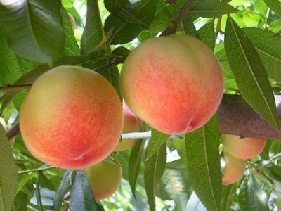 保山龙凌冬桃种植基地  供应量  10吨图4