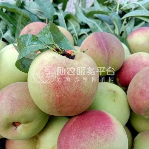 保山龙凌冬桃种植基地  供应量  10吨图5