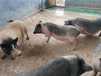 楚雄种猪养殖基地供应量8万头图2