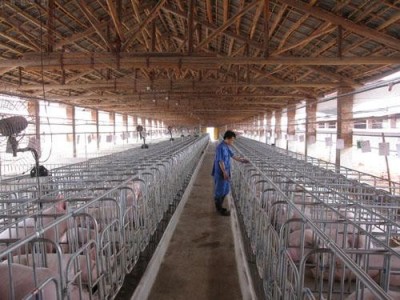 楚雄种猪养殖基地供应量8万头图4