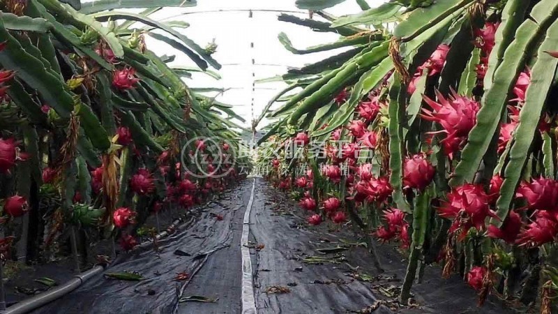 怒江火龙果种植基地15吨图1