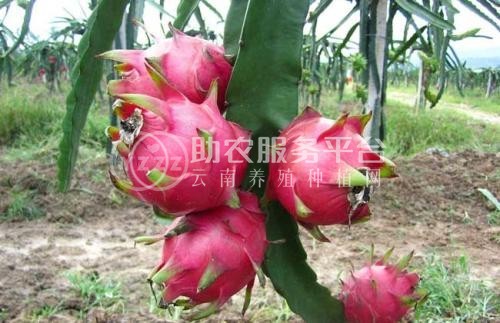 怒江火龙果种植基地15吨图2