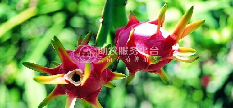 怒江火龙果种植基地15吨图3