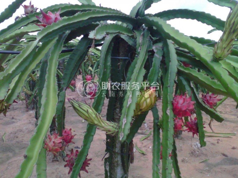 怒江火龙果种植基地15吨图4
