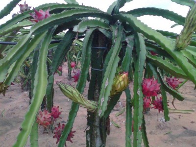 怒江火龙果种植基地15吨图4