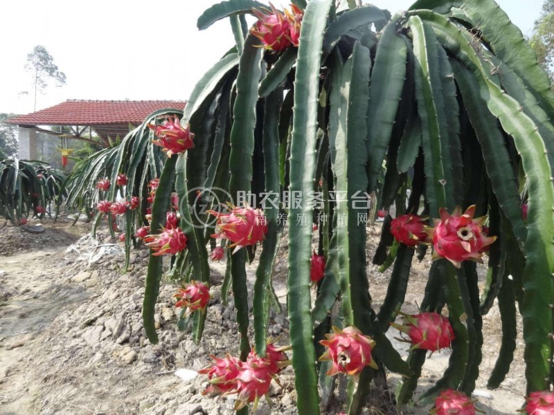 怒江火龙果种植基地15吨图5