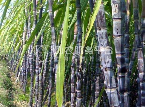 保山施甸甘蔗种植基地  供应量  20吨图1