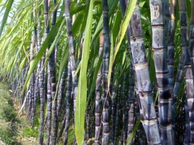 保山施甸甘蔗种植基地  供应量  20吨