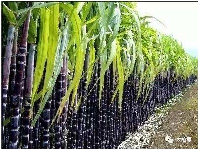 保山施甸甘蔗种植基地  供应量  20吨图2