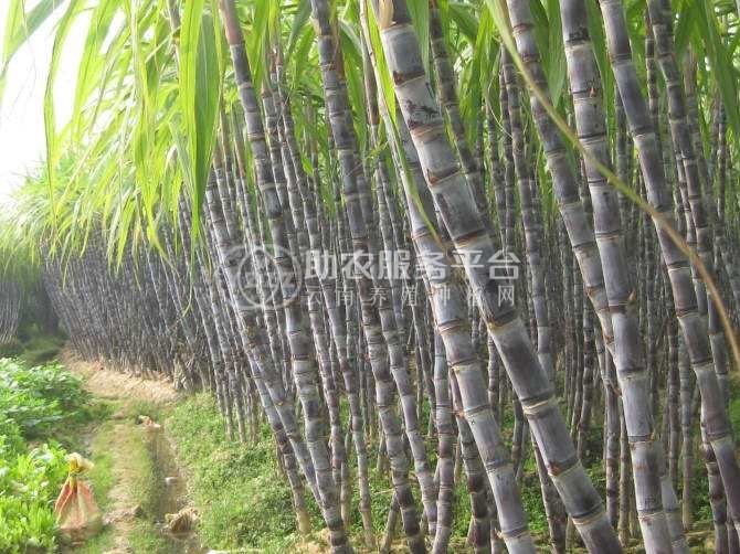 保山施甸甘蔗种植基地  供应量  20吨图3
