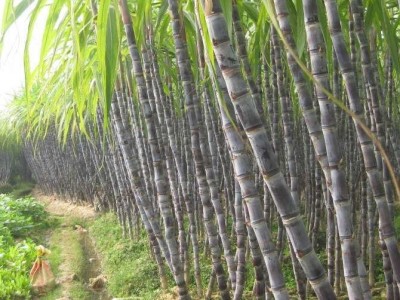 保山施甸甘蔗种植基地  供应量  20吨图3