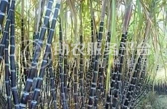 保山施甸甘蔗种植基地  供应量  20吨图4