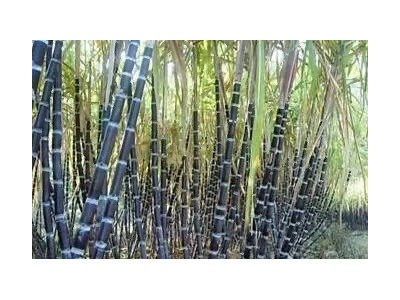 保山施甸甘蔗种植基地  供应量  20吨图4