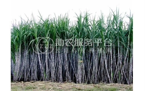 保山施甸甘蔗种植基地  供应量  20吨图5