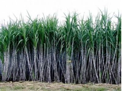 保山施甸甘蔗种植基地  供应量  20吨图5