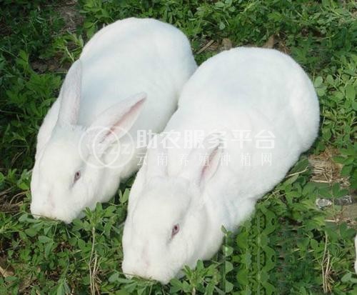 楚雄家兔养殖基地供应量7万只图6