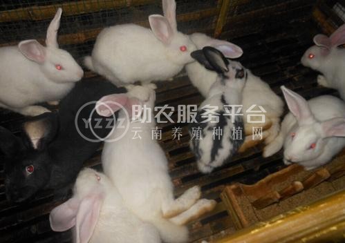 楚雄家兔养殖基地供应量7万只图1
