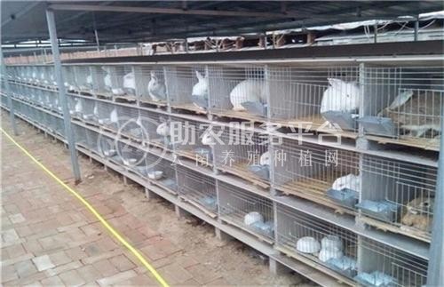 楚雄家兔养殖基地供应量7万只图4