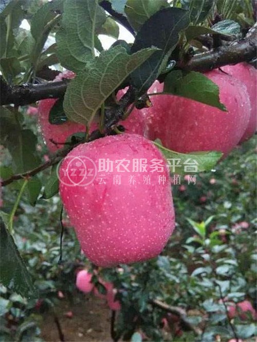 红河个旧家喜苹果种植基地图2