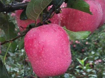 红河个旧家喜苹果种植基地图2