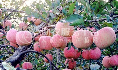红河个旧家喜苹果种植基地图3
