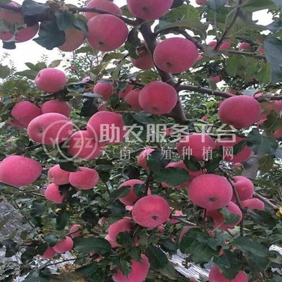 红河个旧家喜苹果种植基地图4
