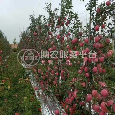 红河个旧家喜苹果种植基地图5