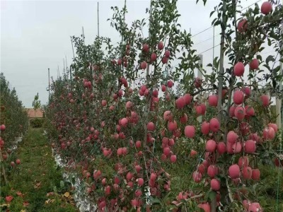 红河个旧家喜苹果种植基地图5