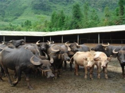 楚雄水牛养殖基地供应量7万头图6