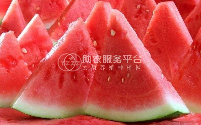保山昌宁西瓜种植基地  供应量  10吨图1