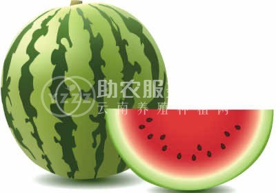 保山昌宁西瓜种植基地  供应量  10吨图2