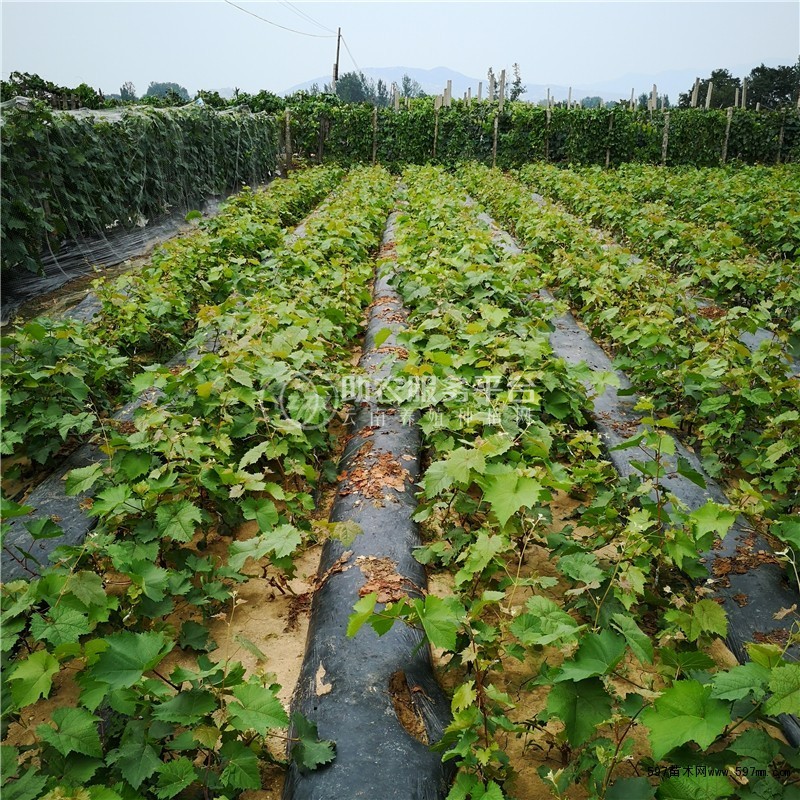 红河个旧市凌宇葡萄种植基地供应量 15吨图1