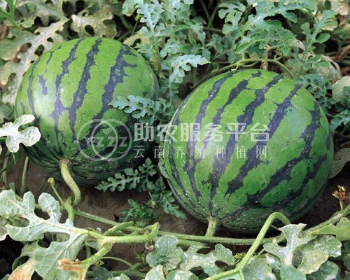 保山昌宁西瓜种植基地  供应量  10吨图5