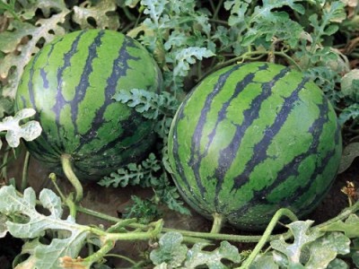 保山昌宁西瓜种植基地  供应量  10吨图5