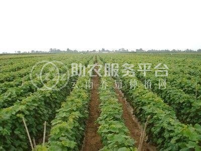 红河个旧市凌宇葡萄种植基地供应量 15吨图2