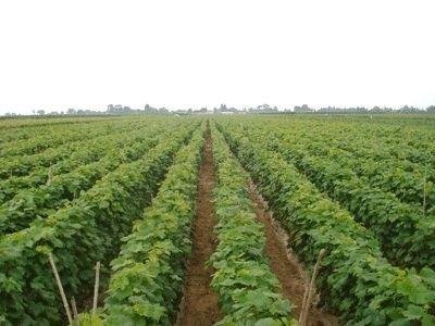 红河个旧市凌宇葡萄种植基地供应量 15吨图2
