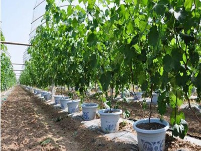 红河个旧市凌宇葡萄种植基地供应量 15吨图3