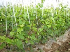 红河个旧市凌宇葡萄种植基地供应量 15吨图4