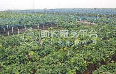 红河个旧市凌宇葡萄种植基地供应量 15吨图5