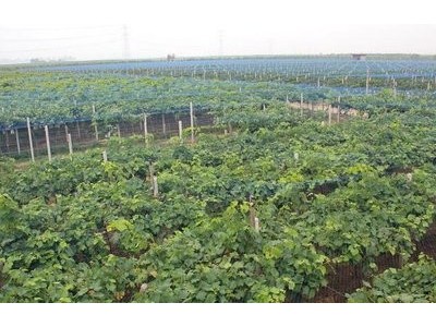 红河个旧市凌宇葡萄种植基地供应量 15吨图5
